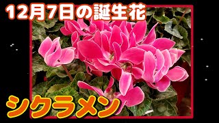 12月7日の誕生花 シクラメン どんな花？あなたに送る花言葉は?