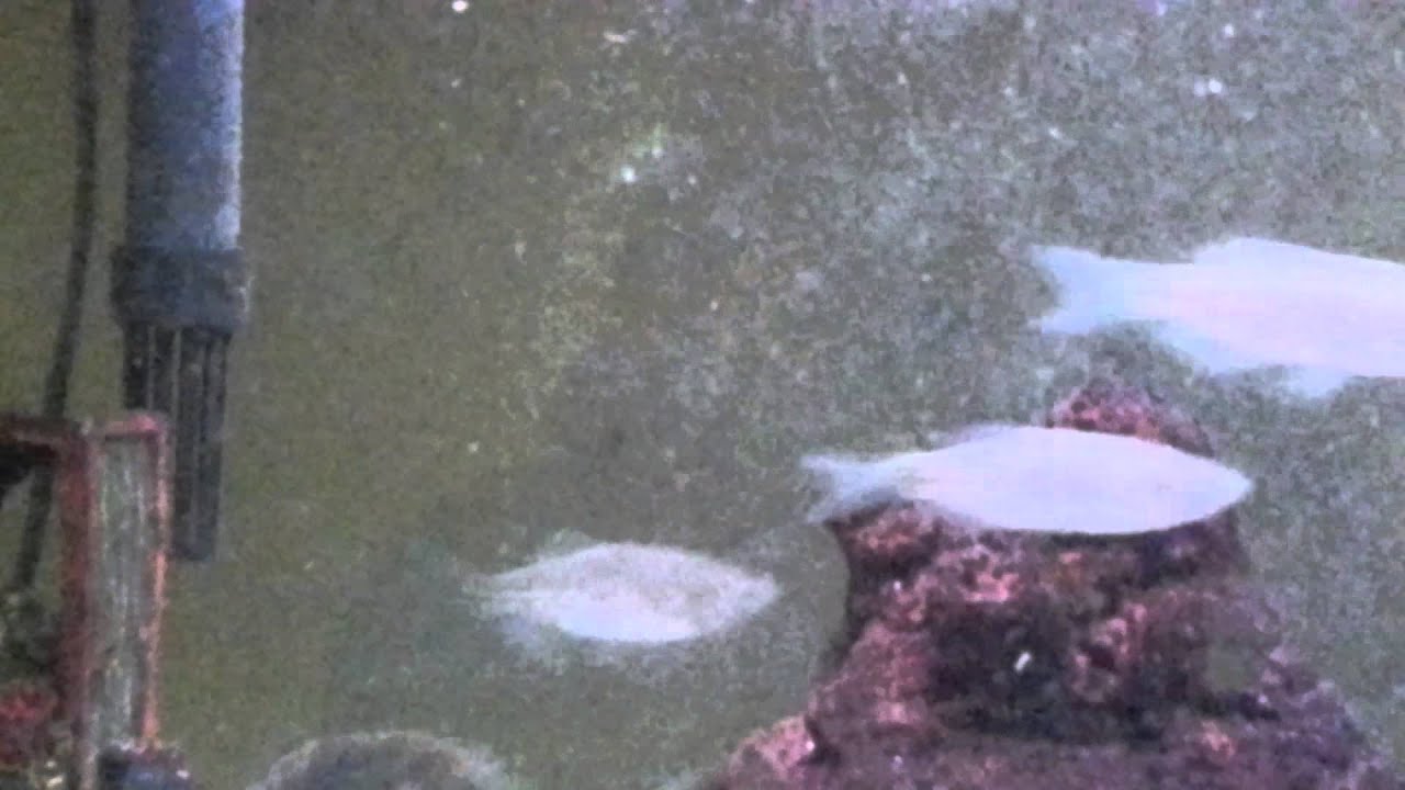 Mustache danios 12-05-13