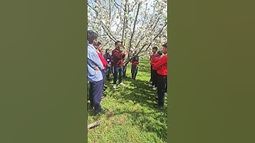 Apple Tree pollination