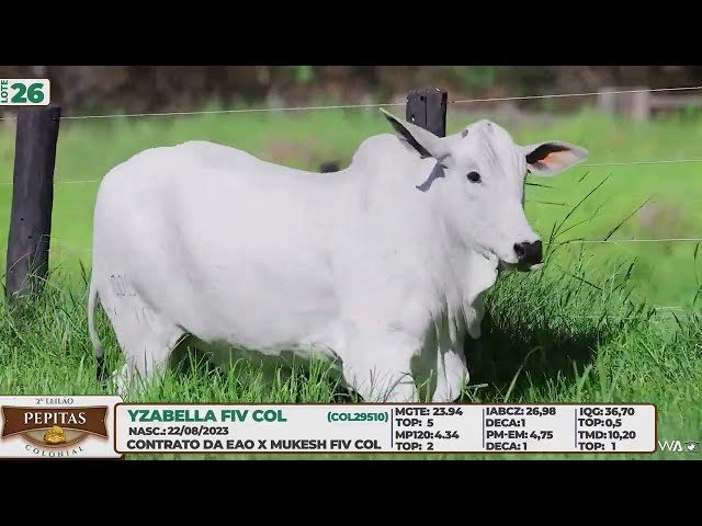 LOTE 26   YZABELLA FIV COL