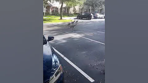 Sandhill whooping cranes