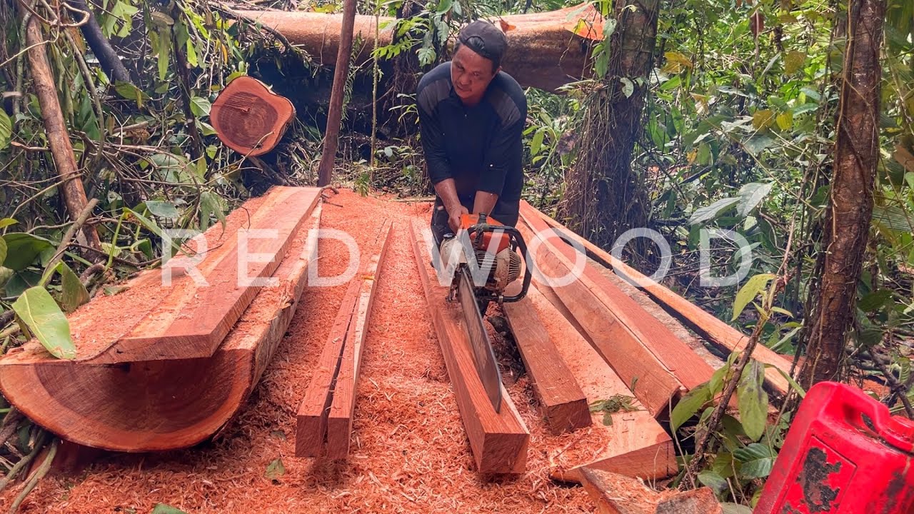 Serat kayu yang cantik dan kuat pemakaian jangka panjang || chainsaw stihl ms 070 power full