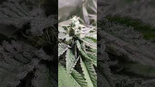 Video 6 : Week 7 of Flower in the 2x2 Grow Tent by Spiderfarmer.