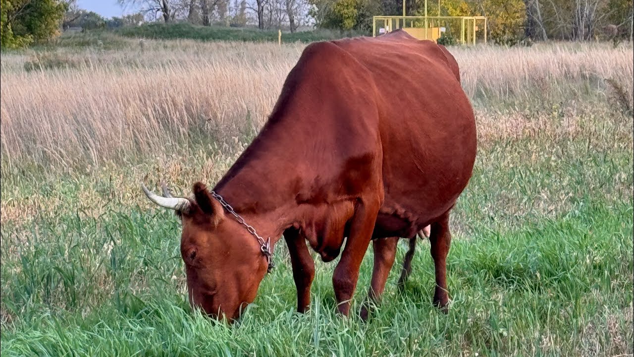 Ждем отелы! Коровы в запуск! 