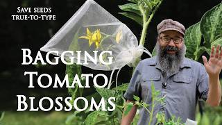 STOP Cross Pollination! Bagging TOMATO Flowers for SEED SAVING STOP Cross Pollination! Bagging TOMATO Flowers for SEED SAVING