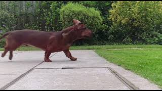 Dachshund slo mo and fast by DITB PRODUCTIONS 15,637 views 2 years ago 1 minute, 14 seconds