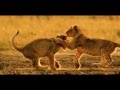 Planet Earth Tribute Nature Trailer BBC HD 1080p