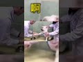 Dog unlike cut nails ##cat #cats #catsmoves #tiktokcat... #Shorts #courage.in.the.sky
