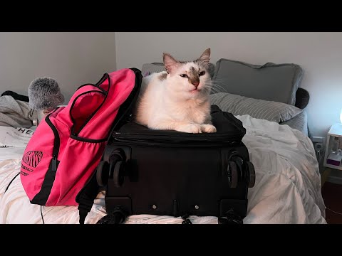 [ASMR] VOU VIAJAR! Contando pra vcs + arrumando a mala!