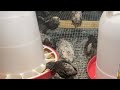 Chicken hybrid bird    Subscribe 👈❤️❤️❤️