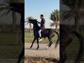 رد الفرس عن الاندفاع تجاه مربطها عن طويق مواكبة الثلاث اسلوب الركوب العربي خيل  