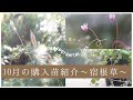 【秋のガーデニング】10月の購入苗紹介|おぎはら植物園さんで購入した宿根草29種!
