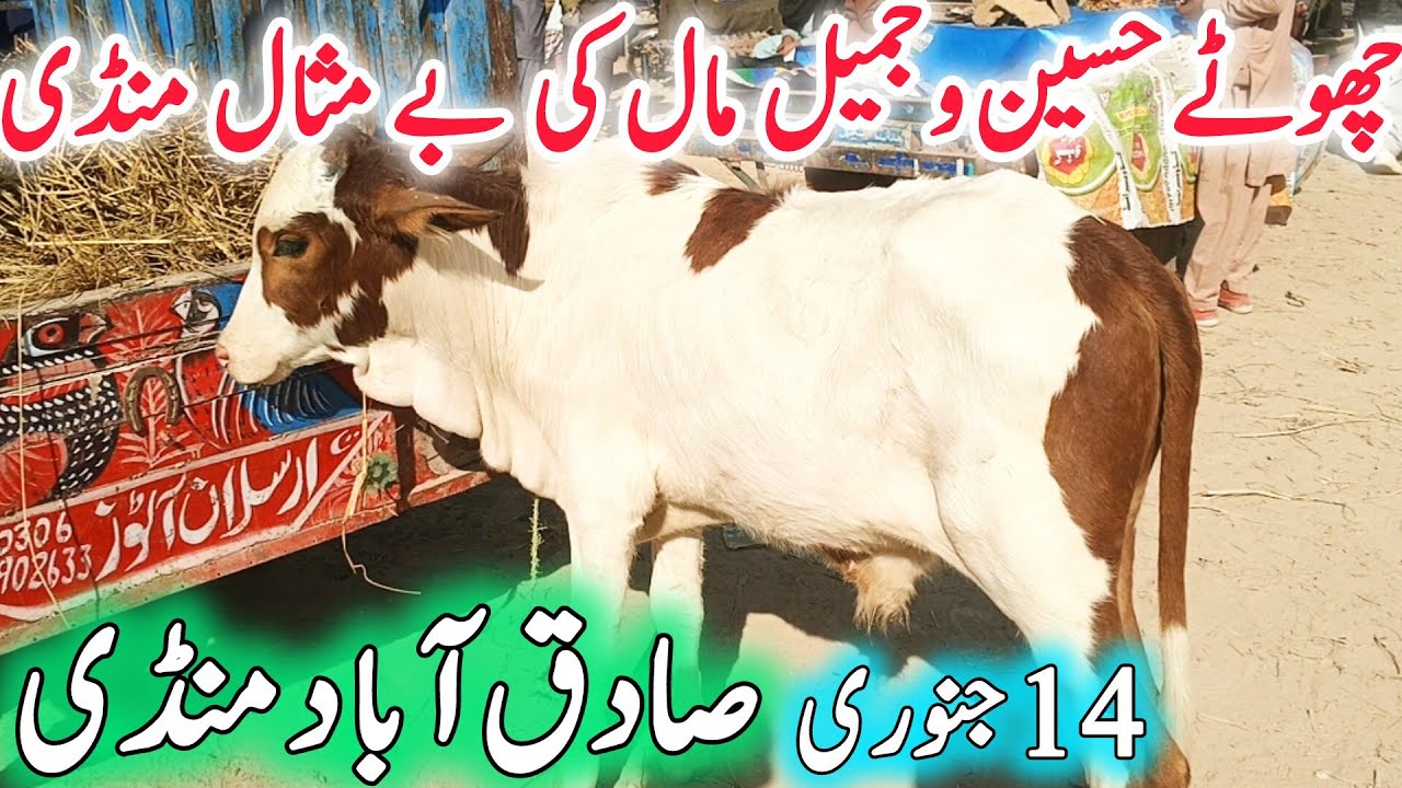 Sadiqabad Cow Mandi update | Chote Zero Size Ablak Nukra Gulabi Sahiwal Maal | 14-01- 2026