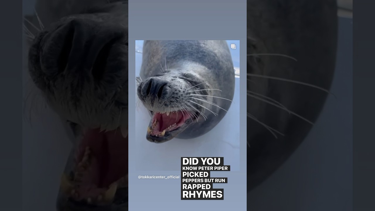 Funny Animal Voice Over by Uni V. Sol voiceover univsolmc YouTube