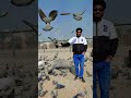 Bird lover