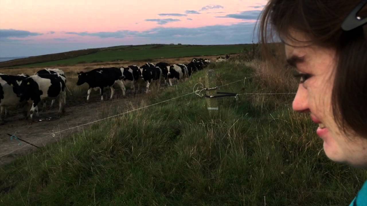 Siobhan in Ireland: Kerry Head Cows