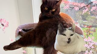 Relax with Cats | A Quiet Moment with Cherry and Pudding