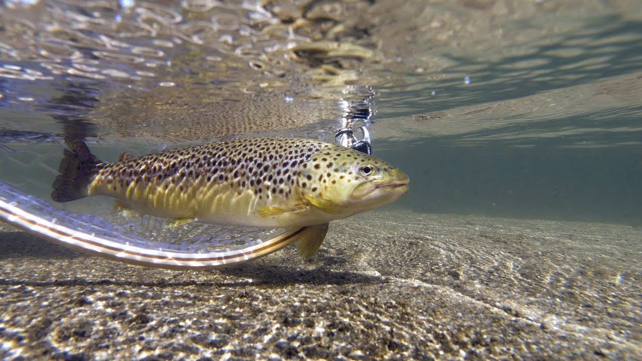 prívlač s gumenými nástrahami na rieke pod bielou alejou
