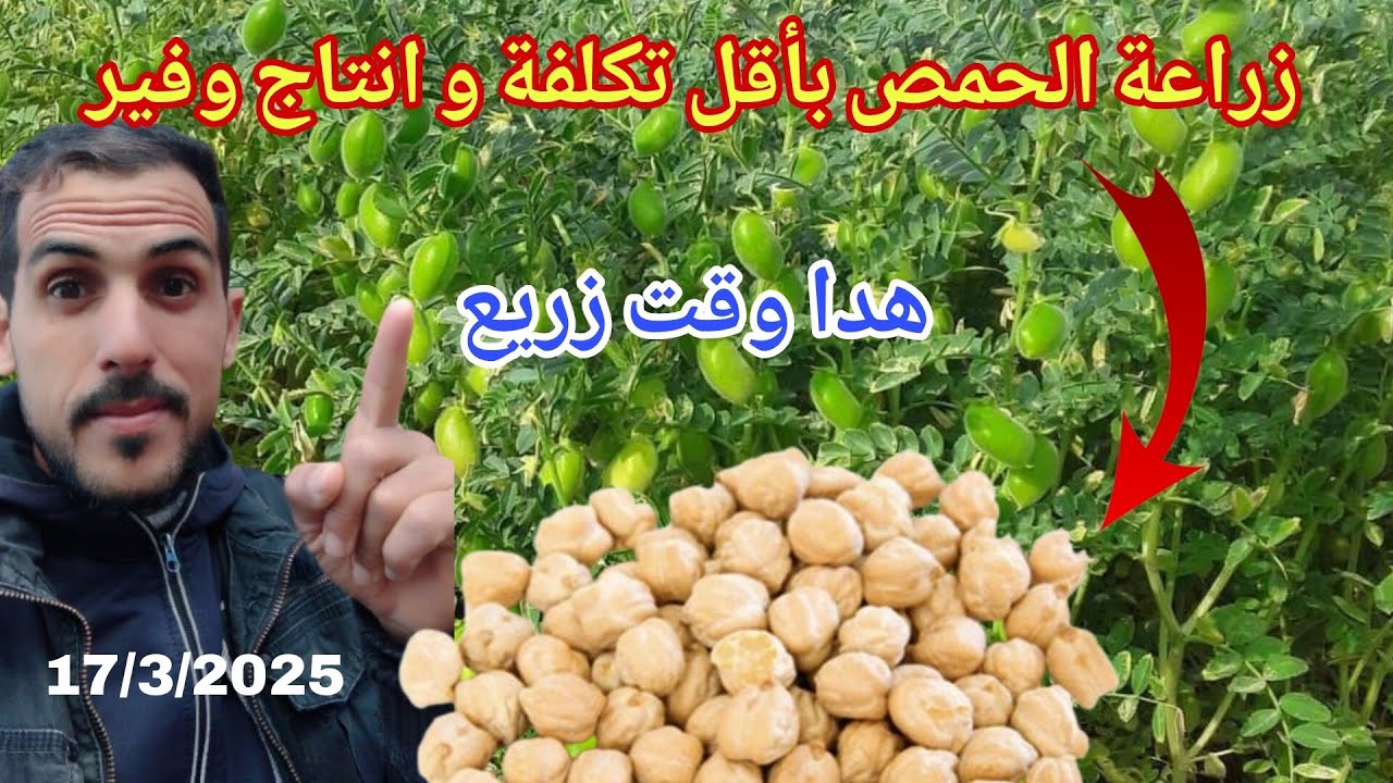 أسرار زراعة الحمص هكدا يمكنك الحصول على إنتاج وفير بأقل التكاليف