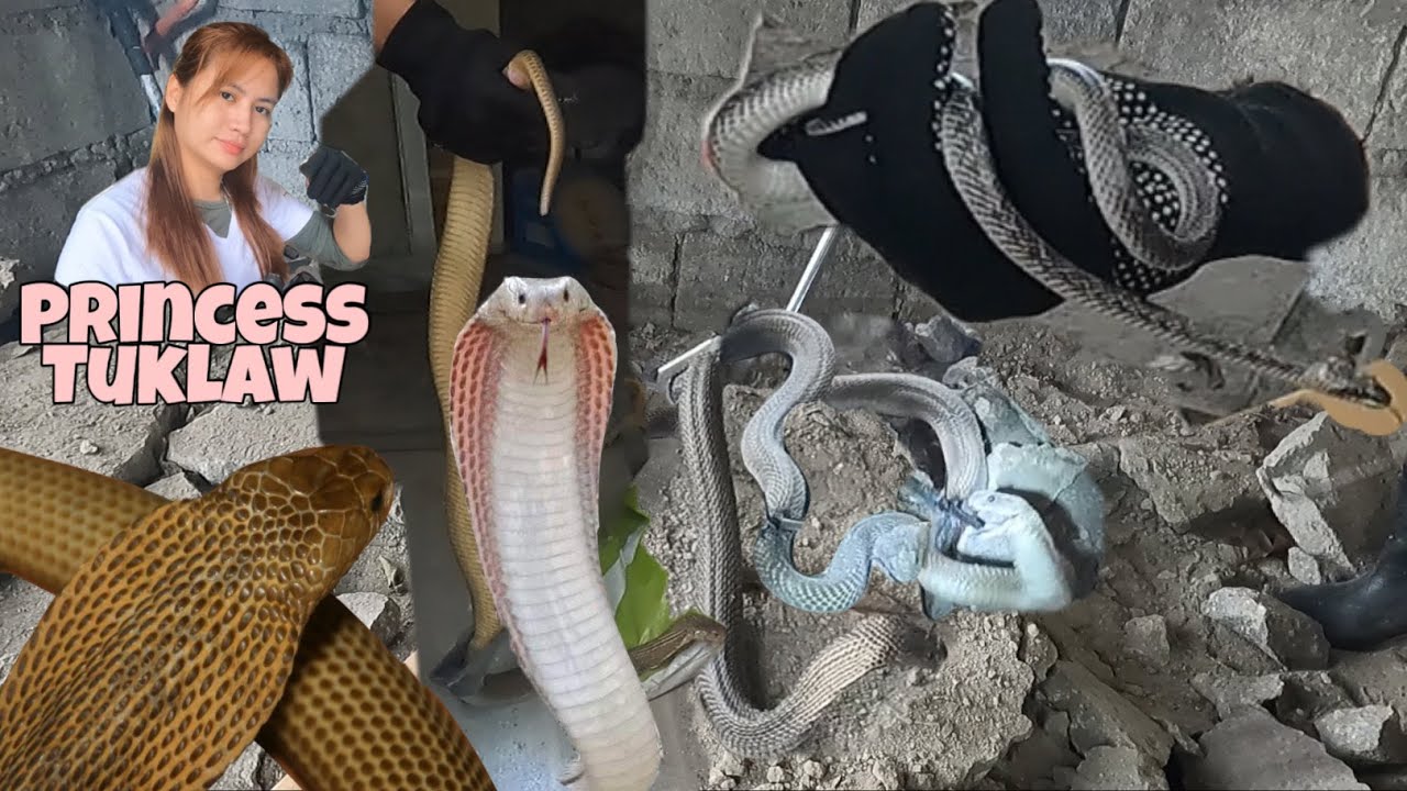 TATLONG MALALAKING COBRA AT ISANG WOLF SNAKE ANG NAHULI SA BODEGA AT SA DATI KULUNGAN  NG BABOY