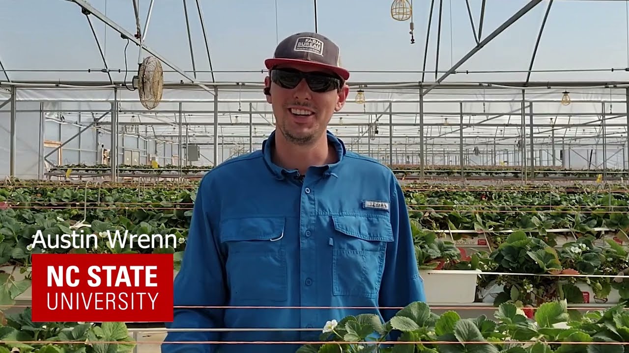 2024 Update: Strawberry Greenhouse: Soil-less substrate research at NCSU