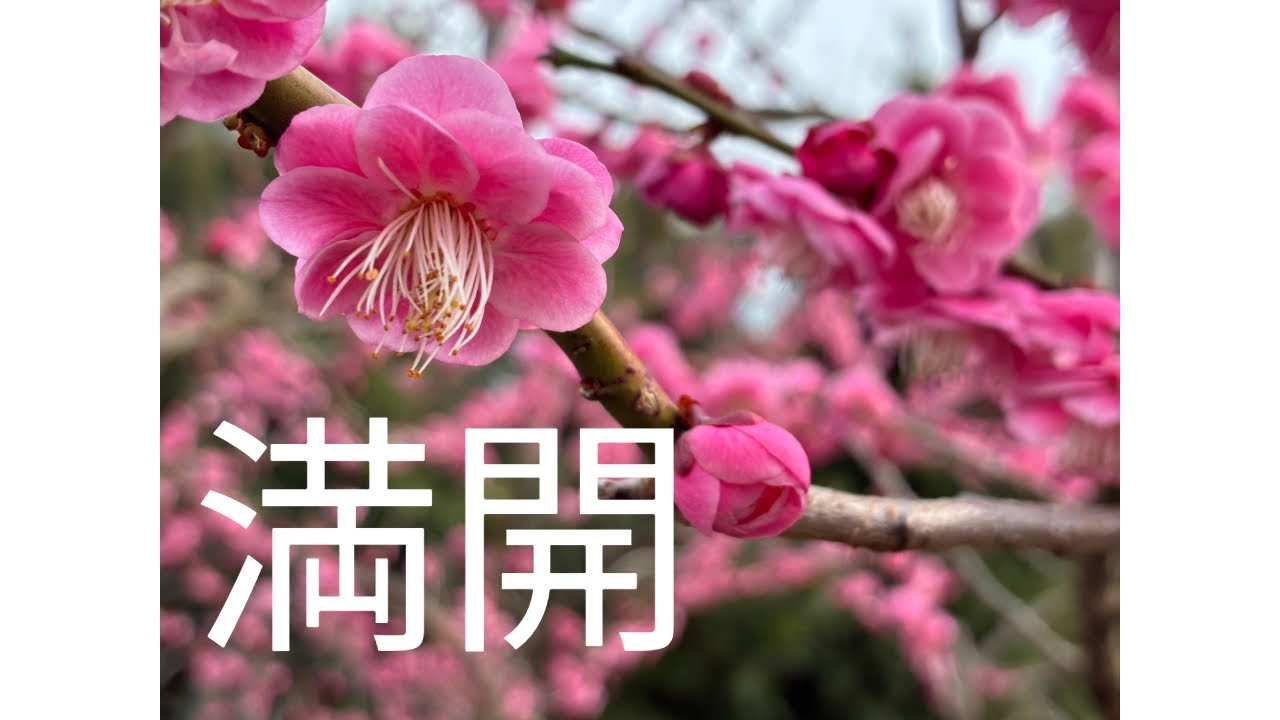 #南部梅林　#梅　#みなべ町　#和歌山　#満開