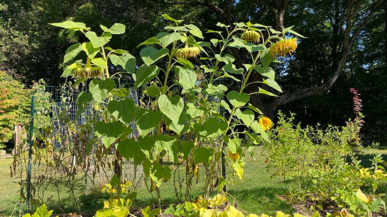 Sunflowers & Potatoes - Harvest and Storage Prep : The Bittersweet Gardens