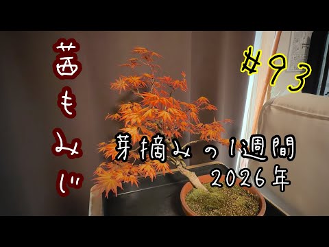 完売　縁起木＊魔除け【今春2年生と3年生になりました！天然＊野生のもみの木さん】 93【茜もみじ-模様木(樹形)-】芽摘みの1週間-2026年- - YouTube
