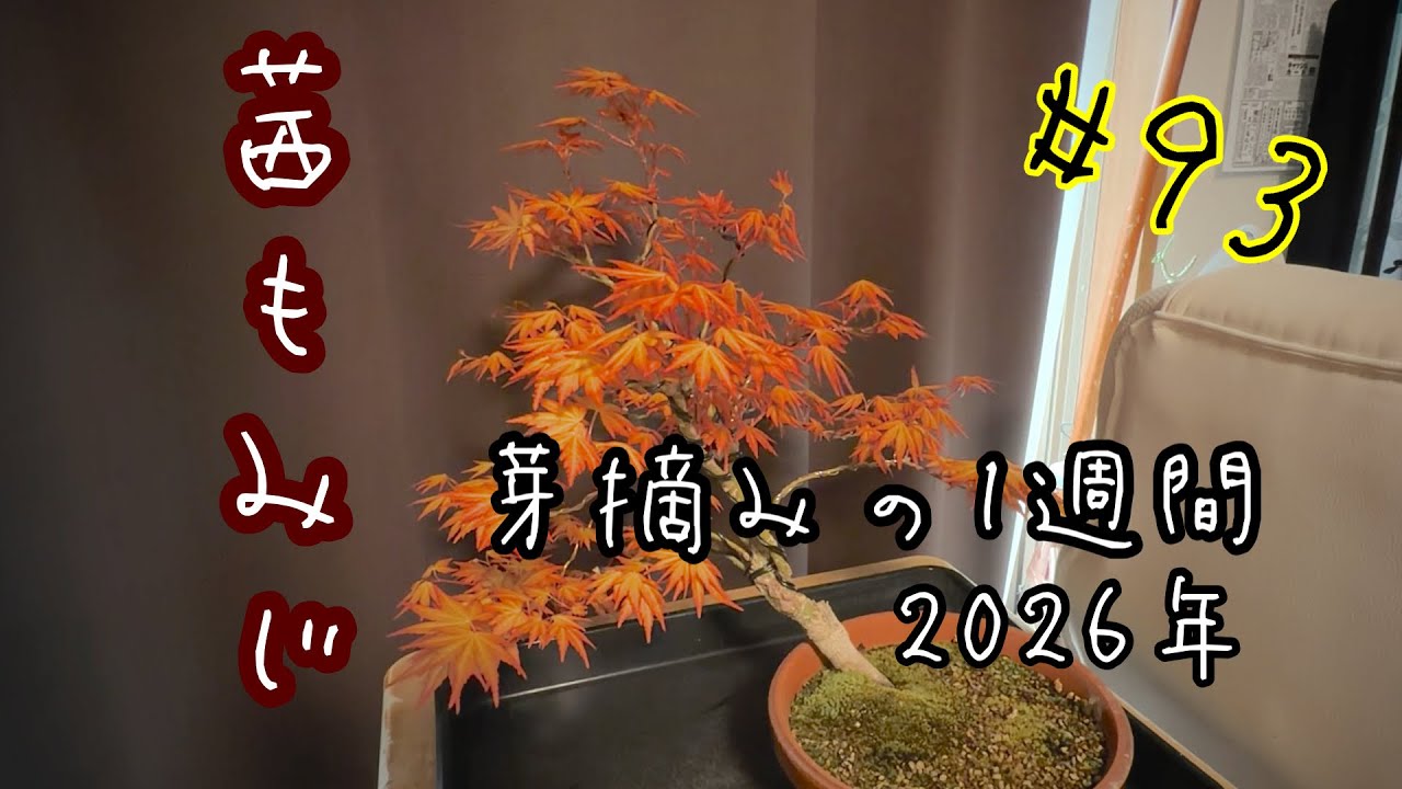 93【茜もみじ-模様木(樹形)-】芽摘みの1週間-2026年- - YouTube