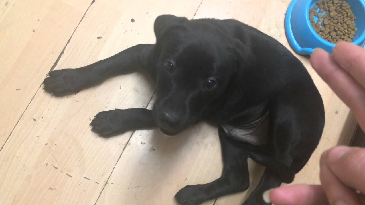 Labrador Cross Staffordshire Bull Terrier Puppy 10 Weeks Old Youtube