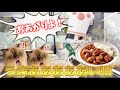 留学中、初めて日本食を振る舞ったら海外の反応がやばすぎた【猫ミーム総集編】