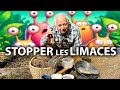 Astuces pour stopper les limaces