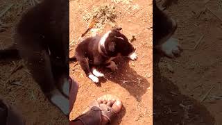 VID 00142