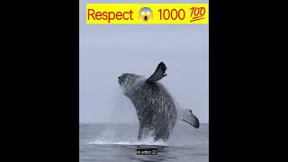 Respect 1000 L 