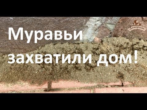 Спасаем дом от муравьев