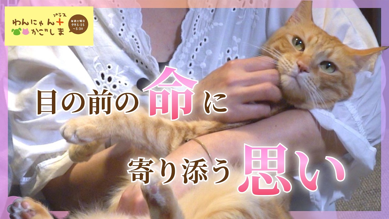 Wan-Nyan Plus Kagoshima] Embracing the Life Before Us - YouTube