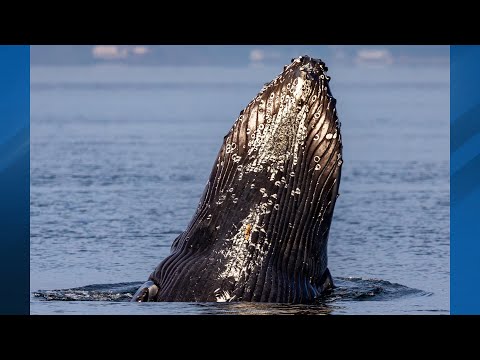 Amazing drone footage of humpback whale in Washington
