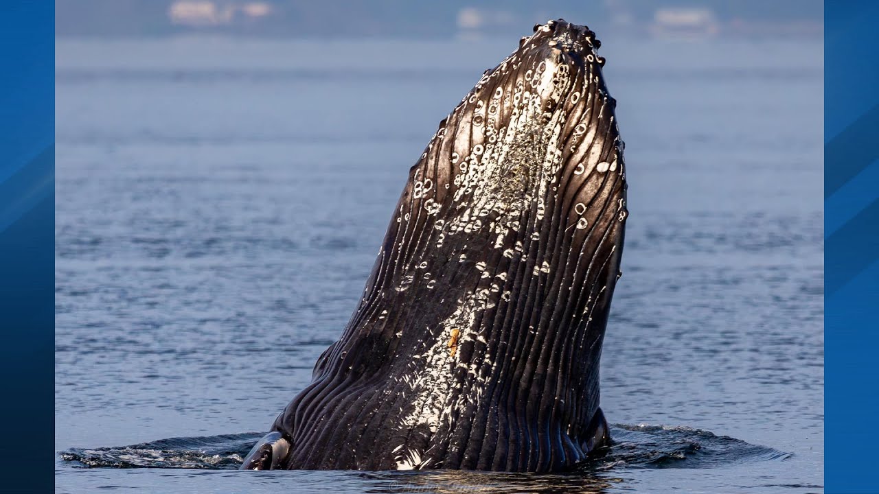 Amazing drone footage of humpback whale in Washington - YouTube