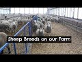 What Breed of Sheep Do We Have?  |   Vlog 54