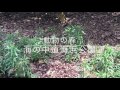海の中道海浜公園 動物の森 リスザル編 の動画、YouTube動画。