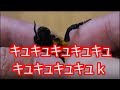 キューキュー鳴くスズメガが可愛すぎた　かというとそうでもない【Eastern Death's Head hawkmoth】