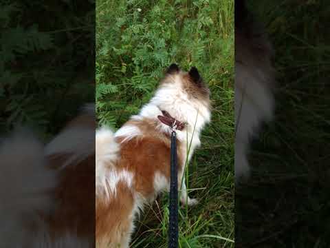 IMG 1050 Пастух