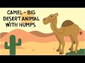 Camel Facts Quiz