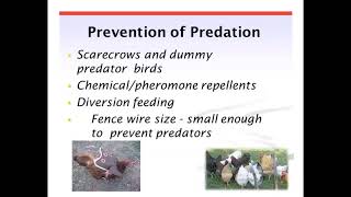 Predator Control for your Small Flock