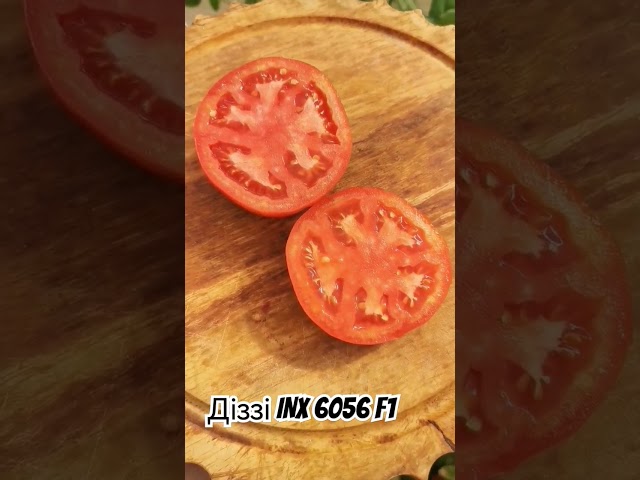 Індетермінантний томат Діззі INX 6056 F1 від Innova Seeds Co, USA, California 🍅🇺🇸👍