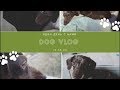 Dog Vlog один день  с нами /новое питание /прогулки