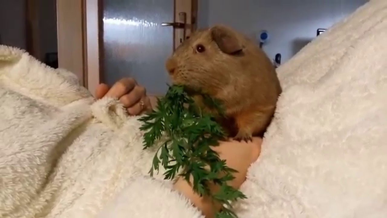 can guinea pigs eat carrot greens