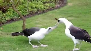 #Flirting of an Albatross is an event to watch!! #flirt #Albatross #nature #wonderfulcreation #love