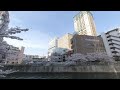 【3DVR180】目黒川桜 20210327_03