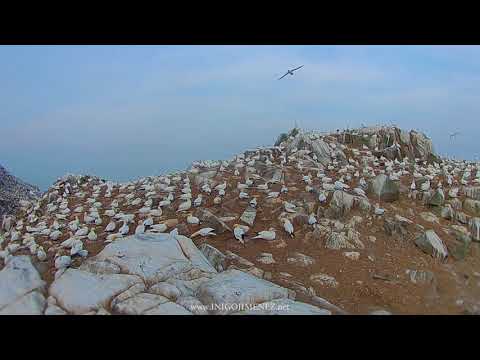 Video: ¿Dónde están las islas S altee?